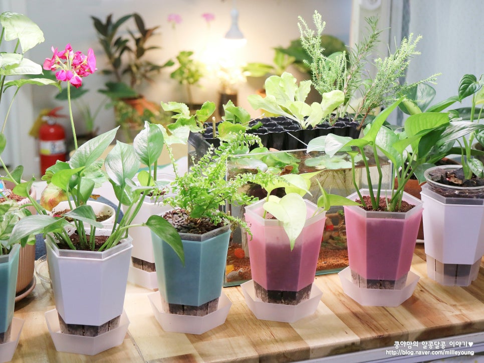 plantalk customer review 4