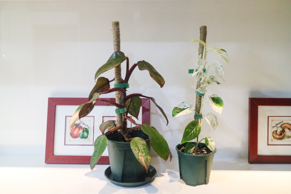 plantalk customer review 4